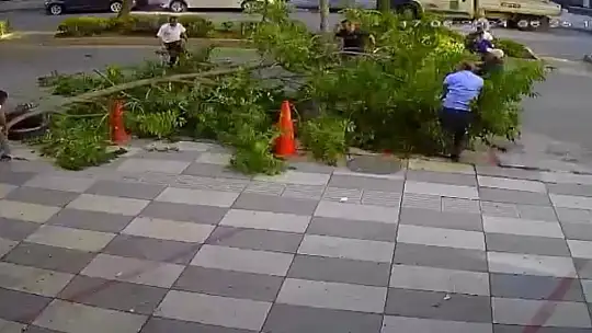 Ağacın kırılan dalı yola devrildi, faciadan dönüldü