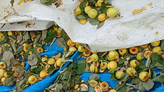 Ağaçlara ağaçkakanlar dadandı, kayısılar çöp oldu