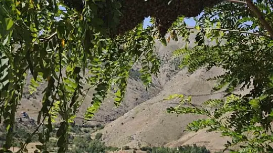 Ağaçta oğul veren bal arılarını elleriyle topladı