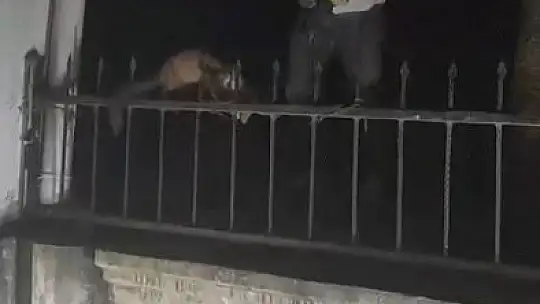 Ağaçtan düşerek demir korkuluklara saplanan sansar kurtarıldı