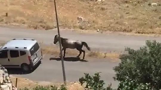 Atı aracın arkasına bağlayıp koşturdu, görüntüler pes dedirtti