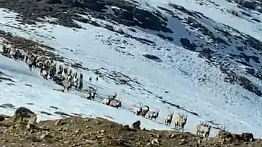 Tunceli'de kurtlar ve şamualar fotokapana takıldı