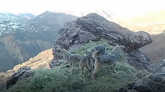 Tunceli'de kurtlar ve şamualar fotokapana takıldı