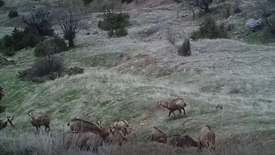 Tunceli'de kurtlar ve şamualar fotokapana takıldı