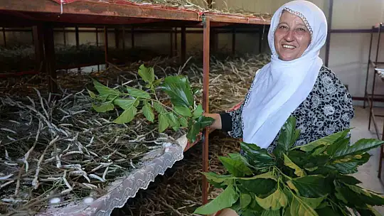 Babaannesinden esinlendi, Elazığ tarihinin en büyük ipek böcekçiliği çiftliğini kurdu