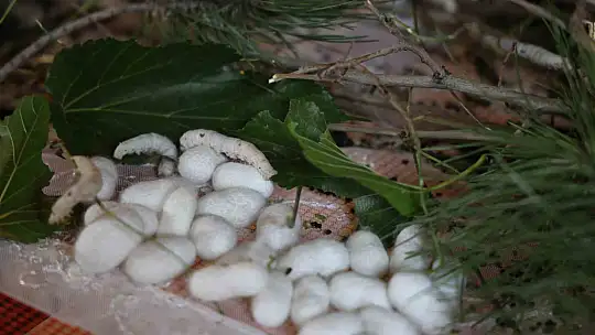 Babaannesinden esinlendi, Elazığ tarihinin en büyük ipek böcekçiliği çiftliğini kurdu