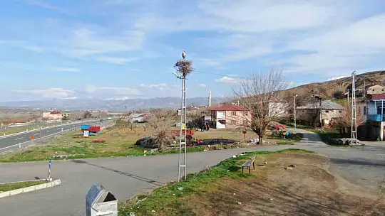Baharın müjdecisi leylekler yuvalarına döndü