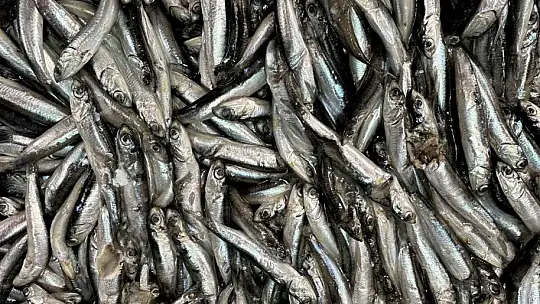 Balıkçı tezgahlarında çeşit arttı, fiyat düştü
