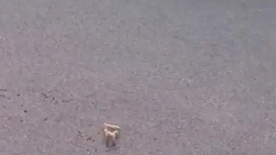 Baraj gölünde mahsur kalan köpekleri vatandaş kurtardı