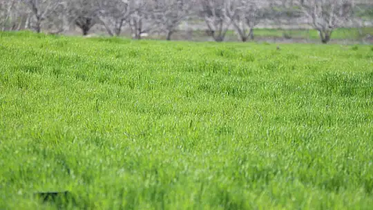Baraj sahasını eken çiftçiler: 'Sular gelirse her şey gider'
