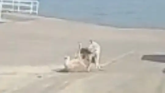 Başı boş köpeklerin kavgasını vatandaşlar sopa ile ayırdı