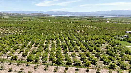 Baskil'de kayısı ağaçları boş kaldı, rekolte yüzde 80 düştü