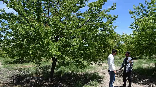 Baskil'de kayısı ağaçları boş kaldı, rekolte yüzde 80 düştü