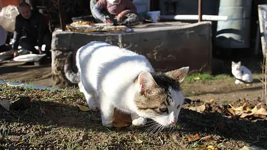 Bu da 'Ekmeğinin peşinde koşan' kedi