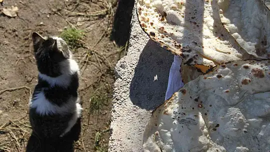 Bu da 'Ekmeğinin peşinde koşan' kedi