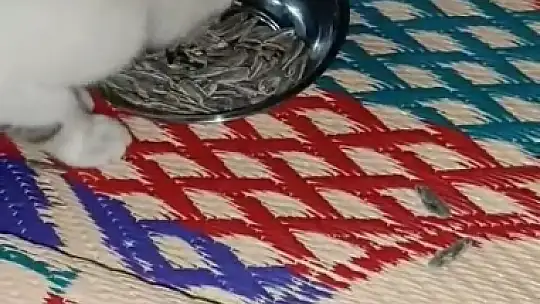 Bu da et değil, çekirdek yiyen kedi