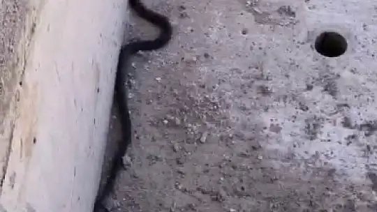 Bu yılanı gören yolunu değiştirir