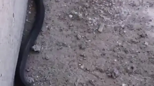 Bu yılanı gören yolunu değiştirir