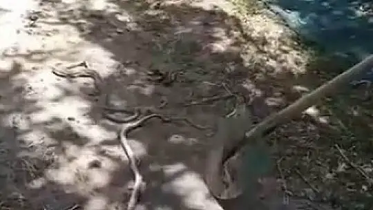 Cuma namazı için evden çıktı, bahçede gördüğü manzara karşısında neye uğradığını şaşırdı