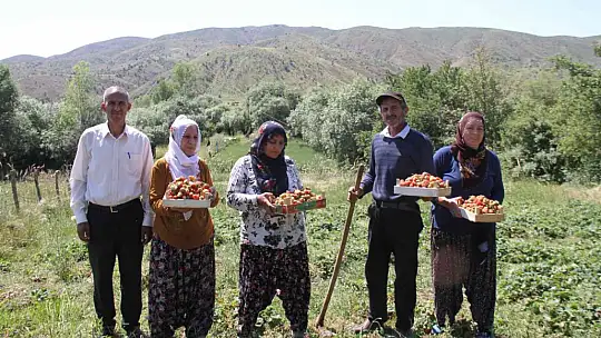 Davul klarnet eşliğinde çilek hasadı başladı