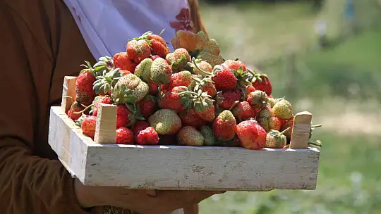 Davul klarnet eşliğinde çilek hasadı başladı
