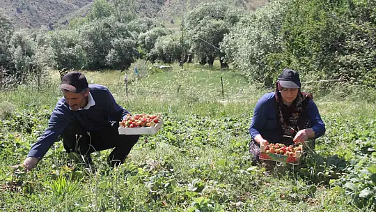 Davul klarnet eşliğinde çilek hasadı başladı