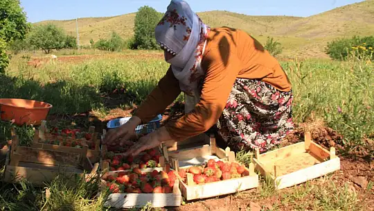 Davul klarnet eşliğinde çilek hasadı başladı