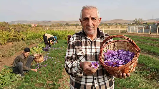 Deneme amaçlı başladı, kilosu 200 bin liraya satılıyor