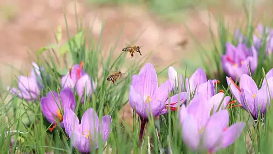 Deneme amaçlı başladı, kilosu 200 bin liraya satılıyor