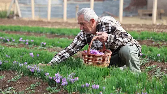 Deneme amaçlı başladı, kilosu 200 bin liraya satılıyor