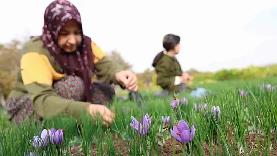 Deneme amaçlı başladı, kilosu 200 bin liraya satılıyor