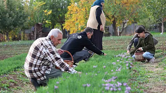 Deneme amaçlı başladı, kilosu 200 bin liraya satılıyor