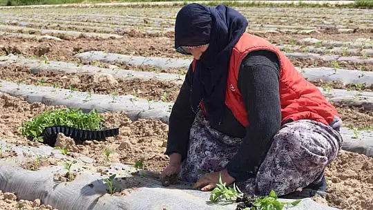 Deprem tarımı da vurdu, mevsimlik işçi bulunamıyor