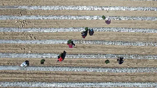 Deprem tarımı da vurdu, mevsimlik işçi bulunamıyor