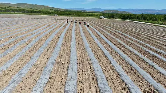 Deprem tarımı da vurdu, mevsimlik işçi bulunamıyor