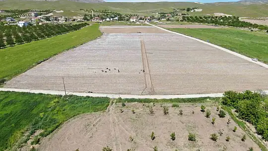 Deprem tarımı da vurdu, mevsimlik işçi bulunamıyor