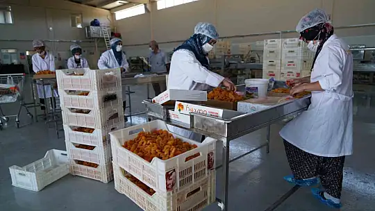 Depremden sonra tonlarca kayısı depoda kaldı: Elazığ'dan Şire Pazarı talebi