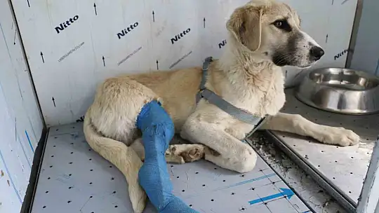 Depremden yaralı kurtarılan hayvanlar Elazığ'da sağlığına kavuşuyor