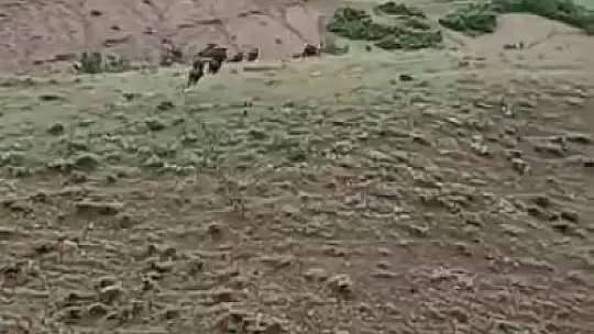 Domuz sürüsü yerleşim yerine kadar indi