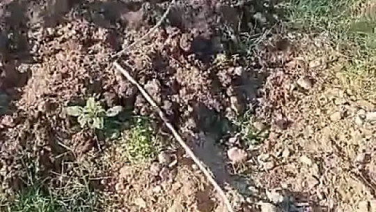 Domuzlar bahçeyi talan etti
