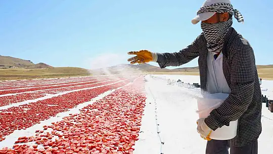 Dünya sofralarını Elazığ süslüyor: Tonlarca domates ihraç ediliyor