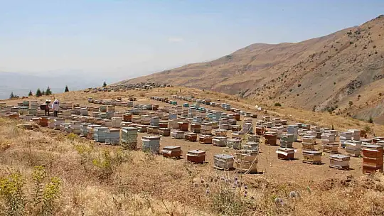 Elazığ Arı Yetiştiricileri Birliği Başkanı Canbay: 'Yağışların ileride arıcılar üzerinde olumlu yansıması olacaktır'