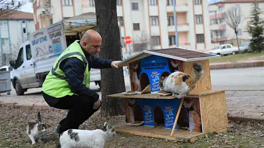 Elazığ Belediyesi, sokak hayvanlarını yalnız bırakmıyor