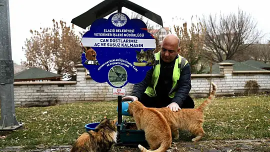 Elazığ Belediyesi, sokak hayvanlarını yalnız bırakmıyor