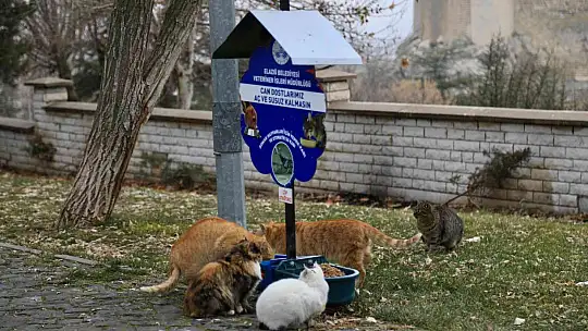 Elazığ Belediyesi, sokak hayvanlarını yalnız bırakmıyor
