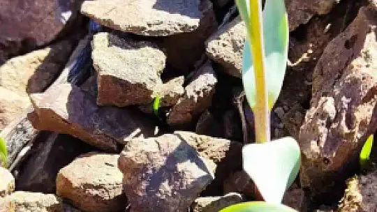 Elazığ'da 'Baskil ters lalesi' izleme çalışması yapıldı