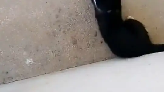 Elazığ'da 'kedinin fareyle oynadığı gibi oynamak' deyimi gerçek oldu