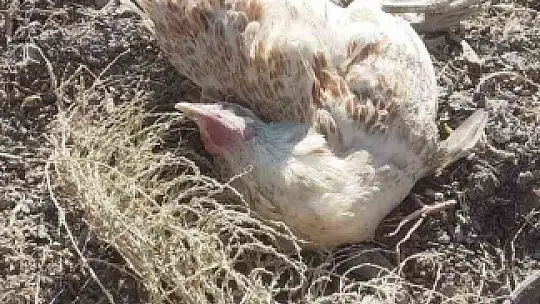 Elazığ'da köpekler kümese girdi, 35 tavuğu telef etti