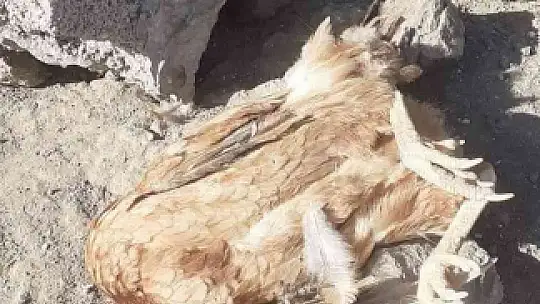 Elazığ'da köpekler kümese girdi, 35 tavuğu telef etti