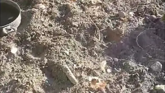 Elazığ'da köpekler kümese girdi, 35 tavuğu telef etti